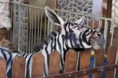 Ζωολογικός κήπος στην Αίγυπτο έβαψε ασπρόμαυρο ένα γαϊδούρι για να μοιάζει με ζέβρα