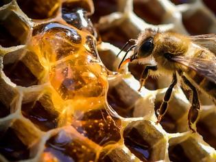 Φωτογραφία για Μια μέλισσα μπορεί σταματήσει την παγκόσμια εξάρτηση από τα πλαστικά