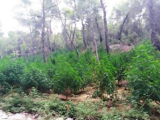 Φωτογραφία για Φυτεία με 1230 χασισόδεντρα στη Στεφάνη Βοιωτίας