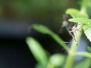 Φωτογραφία για Ψεκασμοί σε Αττική και Πειραιά στο πλαίσιο του προγράμματος καταπολέμησης των κουνουπιών