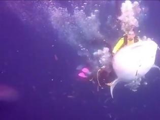 Φωτογραφία για Ινδονησία: Δύτης κολύμπησε με καρχαρία-φάλαινα και... συνελήφθη!