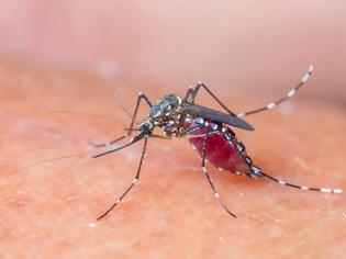 Φωτογραφία για Τα κουνούπια προτιμούν τους ανθρώπους με χοληστερίνη, ουρικό οξύ, ιδρώτα, τις εγκύους