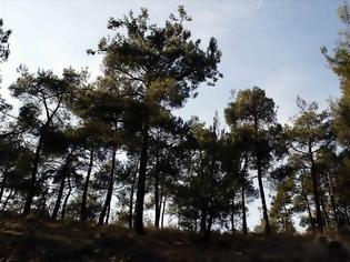 Φωτογραφία για Στο ΦΕΚ η απόφαση για τα εγκαταλελειμμένα ιδιωτικά δάση