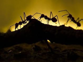 Φωτογραφία για Ποια είναι η μυρωδιά που δεν αντέχουν τα μυρμήγκια και οι κατσαρίδες;