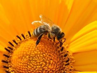 Φωτογραφία για Μια μέλισσα ίσως σταματήσει την παγκόσμια εξάρτηση από τα πλαστικά