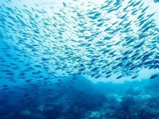 Φωτογραφία για ΣΥΝΑΓΕΡΜΟΣ! Τοξικά ψάρια στο Αιγαίο - Πού εμφανίζονται και ποια προκαλούν ακόμα και θάνατο [video]