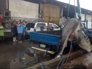 Φωτογραφία για Καρχαρίας-φάλαινα ξεβράστηκε στο λιμάνι της Μανίλα