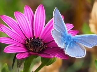 Φωτογραφία για Εντυπωσιακές και όμορφες πεταλούδες [photos]
