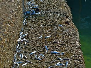 Φωτογραφία για Ναύπλιο: Τα ψάρια βγήκαν στη στεριά...