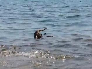 Φωτογραφία για ΣΚΛΗΡΕΣ ΕΙΚΟΝΕΣ - Φρίκη! Πνιγμένος σκύλος με πέτρα στο λαιμό, πεταμένος από γκρεμό βρέθηκε στον Αμπελά