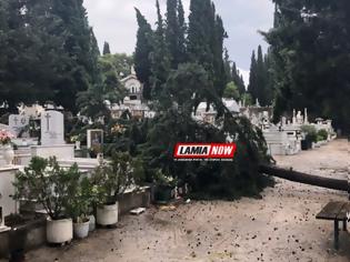 Φωτογραφία για Νεκροταφείο Λαμίας: Έπεσαν κυπαρίσσια και κατέστρεψαν μνήματα - Οργή λαού…