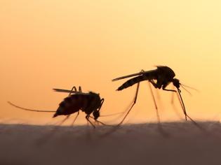 Φωτογραφία για Κουνούπια: Ποιους «προτιμούν» -Πώς να αποφύγετε τα τσιμπήματα