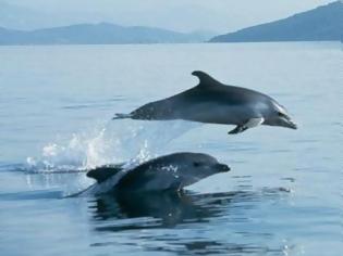 Φωτογραφία για Κρήτη: Υπέροχο βίντεο - Δελφίνια κολυμπούν δίπλα στο σκάφος