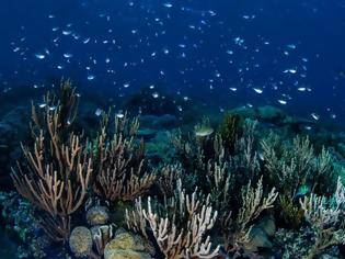 Φωτογραφία για Γιγαντιαίος κοραλλιογενής ύφαλος ανακαλύφθηκε στα ανοιχτά της Νότιας Καρολίνας