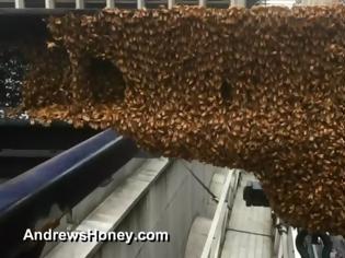 Φωτογραφία για Γέμισε με χιλιάδες μέλισσες η Times Square στη Νέα Υόρκη!