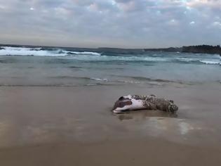 Φωτογραφία για Αυστραλία: Καρχαρίες επιτέθηκαν σε φάλαινα - Έκλεισε η Bondi Beach