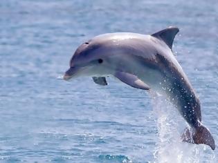 Φωτογραφία για Ζαφάρ: Το δελφίνι που έχει «κάψες» τρομοκρατεί τους λουόμενους στη Γαλλική Βρετάνη