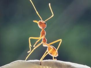 Φωτογραφία για Απίστευτες ιδιότητες που έχουν τα μυρμήγκια