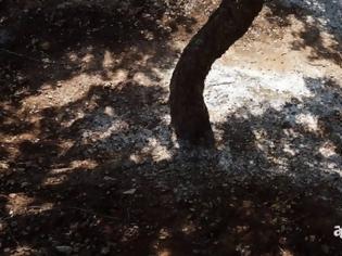 Φωτογραφία για Χίος: Καθολική η καταστροφή της παραγωγής μαστίχας από την κακοκαιρία