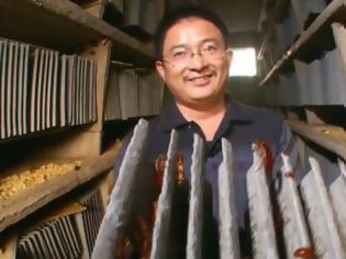 Φωτογραφία για Κινέζος επιχειρηματίας εκτρέφει ένα δισ. κατσαρίδες για να μειώσει τον όγκο των σκουπιδιών