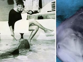 Φωτογραφία για Η ιστορία της γυναίκας που αμάρτησε με ένα δελφίνι και αυτό αυτοκτόνησε... [photos+video]