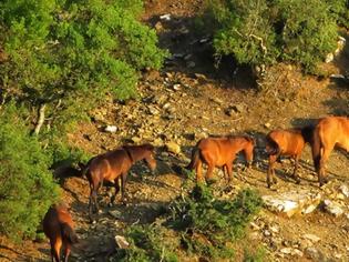 Φωτογραφία για Μοναδικές φωτογραφίες από τα άγρια άλογα του Πεταλά του Δήμου Αμφιλοχίας