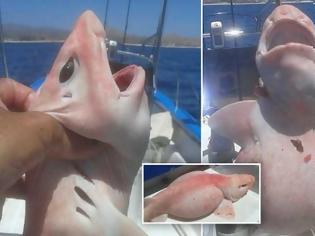 Φωτογραφία για Ασυνήθιστο ροζ και λευκό πλάσμα με περίεργα χαρακτηριστικά αλιεύτηκε στο Μεξικό [photos]