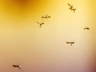 Φωτογραφία για ΚΕΔΕ: Αποτυχημένη η διαχείριση του ζητήματος των ψεκασμών κατά των κουνουπιών