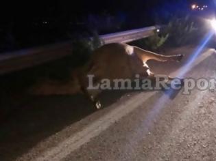 Φωτογραφία για Λαμία: Αυτοκίνητο τράκαρε με αδέσποτη αγελάδα