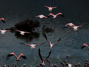 Φωτογραφία για Η λίμνη Νακούρου στην Κένυα με τα αμέτρητα φλαμίνγκο