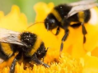 Φωτογραφία για Οι μέλισσες εθίζονται στα νεονικοτινοειδή όπως ο άνθρωπος στη νικοτίνη