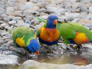 Φωτογραφία για Η ξηρασία στην Αυστραλία κρατά τα πουλιά στα πάρκα του Σίδνεϊ