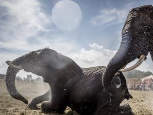 Φωτογραφία για Λαθροκυνηγοί σκότωσαν 87 ελέφαντες στην Μποτσουάνα