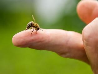 Φωτογραφία για Τσίμπημα από μέλισσα: 4 φυσικές λύσεις αντιμετώπισης