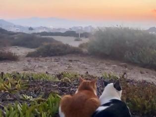 Φωτογραφία για Δύο γάτες χαζεύουν το ηλιοβασίλεμα στη Νάξο – Η ιστορία πίσω από τη φωτογραφία που έγινε viral