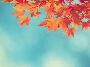 Φωτογραφία για Φθινοπωρινά φύλλα ως χρωστικές τροφίμων
