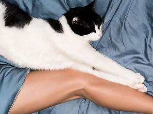 Φωτογραφία για Τα επιστημονικά αποδεδειγμένα οφέλη του να αγαπάς τις γάτες