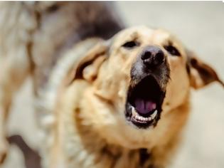 Φωτογραφία για Κύπρος: «Πέφτουν» η μια μετά την άλλη οι υποθέσεις για γαβγίσματα σκύλων