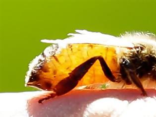 Φωτογραφία για Απόστρατος συνταγματάρχης πέθανε από τσίμπημα μέλισσας