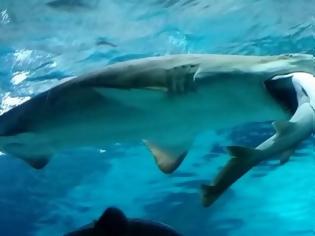 Φωτογραφία για Τρομερό! Ανακαλύφθηκε ο πρώτος «χορτοφάγος» καρχαρίας