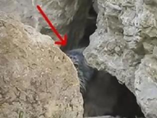 Φωτογραφία για Τοποθέτησαν μια κάμερα έξω από αυτή την σπηλιά και κατέγραψαν ένα πολύ σπάνιο ζώο [video]
