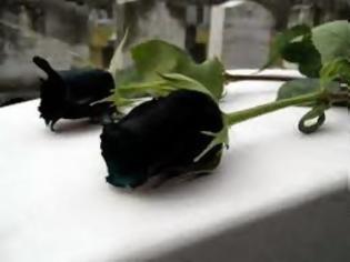 Φωτογραφία για Δείτε το πιό όμορφο και περίεργο τριαντάφυλλο του κόσμου... [photo]