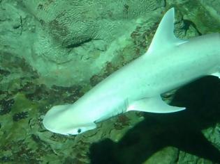 Φωτογραφία για Ανακαλύφθηκε ο πρώτος «χορτοφάγος» καρχαρίας