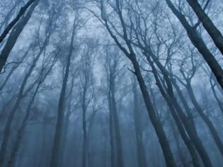 Φωτογραφία για Το «καταραμένο» δάσος της Τρανσυλβανίας
