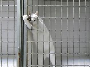 Φωτογραφία για Η πονηρή γάτα που άφησε άφωνο όλο το internet με την απόδρασή της [video]