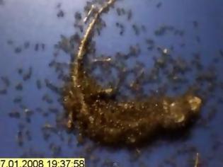 Φωτογραφία για Πώς εκατοντάδες κόκκινα μυρμήγκια… ξεκοκαλίζουν μία σαύρα [Video]