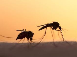 Φωτογραφία για Και στην Ελλάδα καινοτόμο πρόγραμμα καταπολέμησης των κουνουπιών