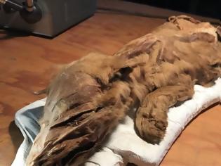 Φωτογραφία για Μουμιοποιημένος λύκος και καριμπού 50.000 χρόνων στον Καναδά