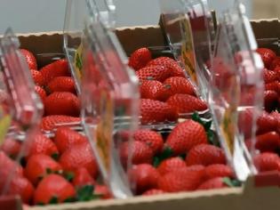 Φωτογραφία για Τοποθέτησαν βελόνες μέσα σε φράουλες που πωλούνται σε σούπερ μάρκετ – 100.000 δολάρια η αμοιβή για τη σύλληψη τους