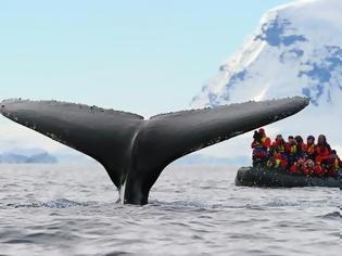 Φωτογραφία για Απίστευτη σκηνή: Φάλαινα χτυπά με την ουρά της φουσκωτό [Video]